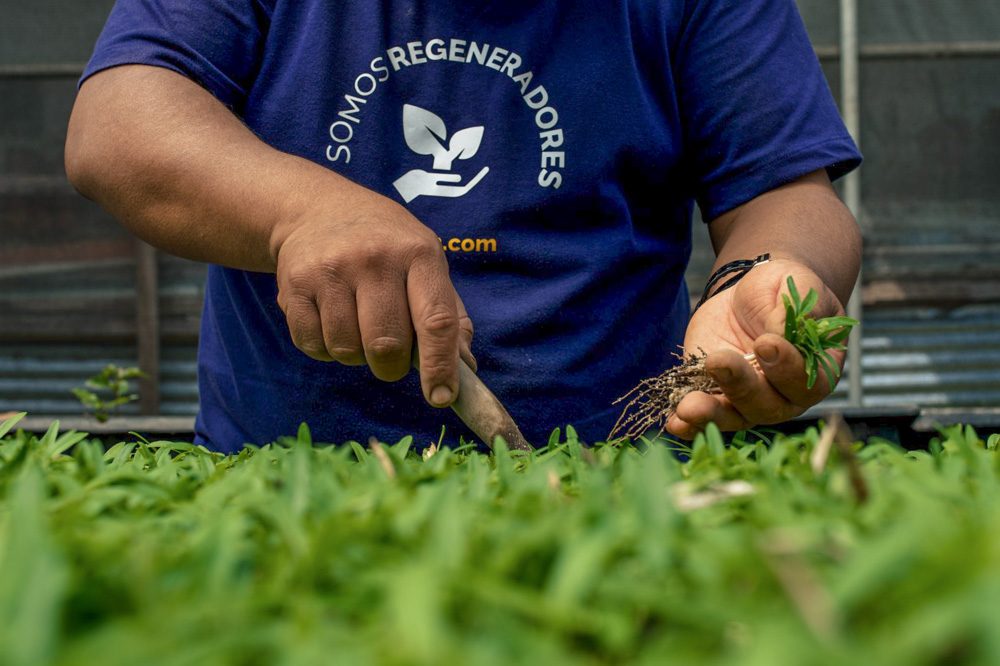 Lifting a rooted seedling from a nursery tray